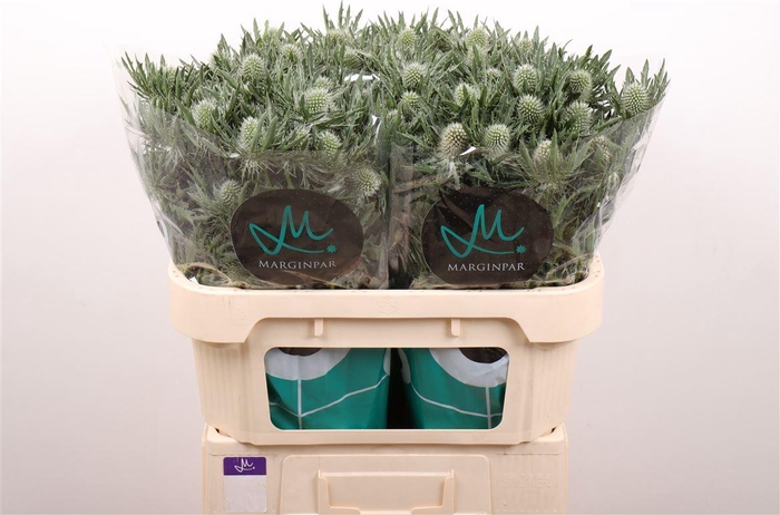 <h4>Eryngium Gemini Questar</h4>