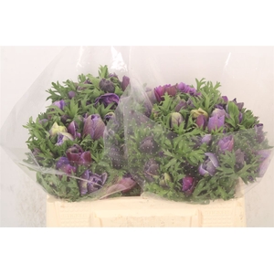Anemone Mistral Azzuro Blue