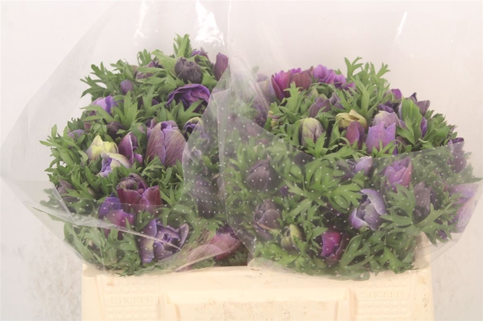 <h4>Anemone Mistral Azzuro Blue</h4>
