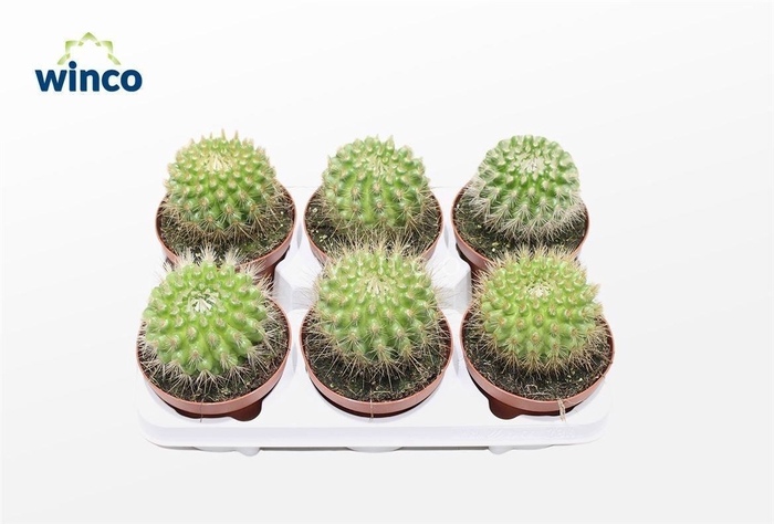 <h4>PARODIA SCOPA</h4>