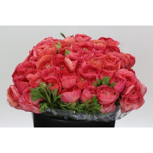 Ranunculus Clooney Fragolino Super