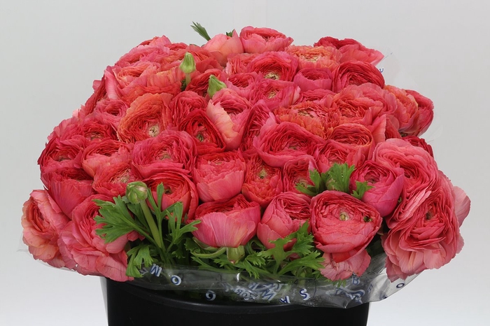 Ranunculus Clooney Fragolino Super