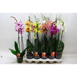 PHAL GEM 7 KL