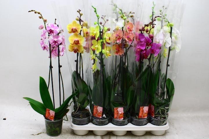 <h4>PHAL GEM 7 KL</h4>