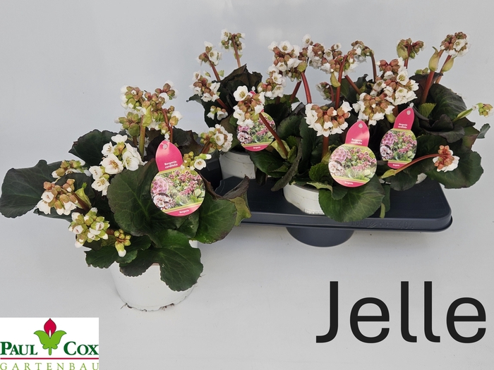 <h4>BERG CORDIFOLIA</h4>