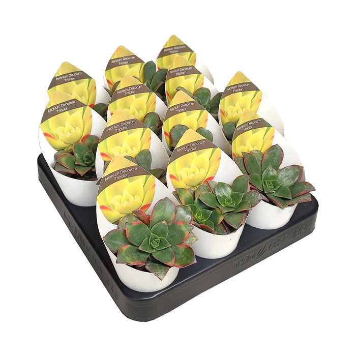 <h4>Aeonium Tricolor Potcover</h4>