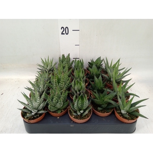 Haworthia   ...mix
