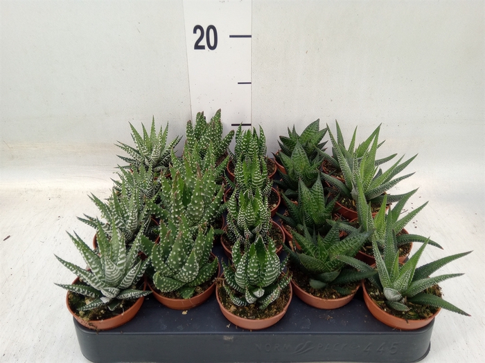 <h4>Haworthia   ...mix</h4>