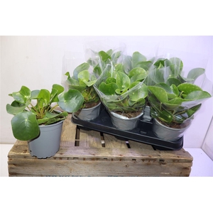 arr8 Pilea Peperomioides