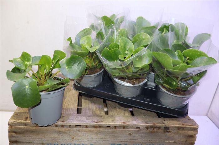 <h4>Pilea Peperomioides</h4>