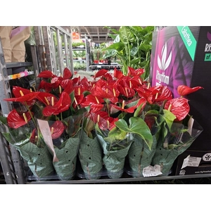 Anthurium Andr. Minnesota
