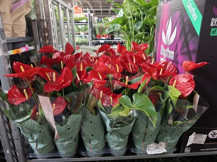 <h4>Anthurium Andr. Minnesota</h4>