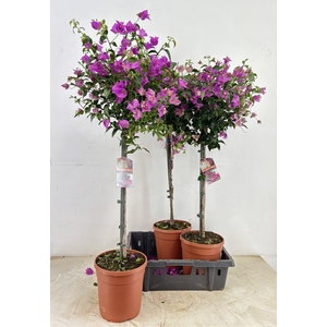 BOUGAINV SANDERIANA