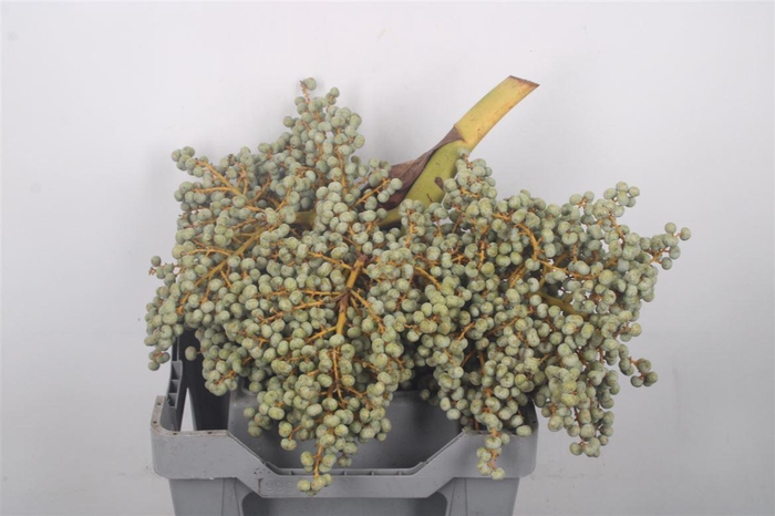 <h4>Dadels 1 Kilo Per Stuk X10 Box</h4>