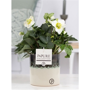 1st class Helleborus 
