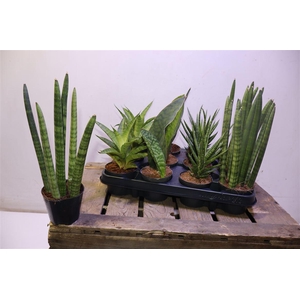 Sansev Cylindrica Mixtray