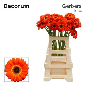 Gerbera Imax Water x40 Lang