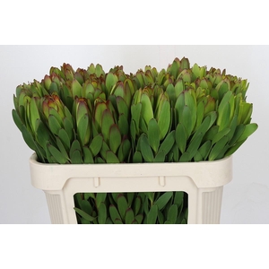 Leucadendron Goldstrike