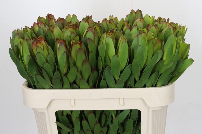 <h4>Leucadendron Goldstrike</h4>