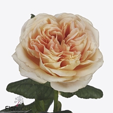 Rosa large london tower