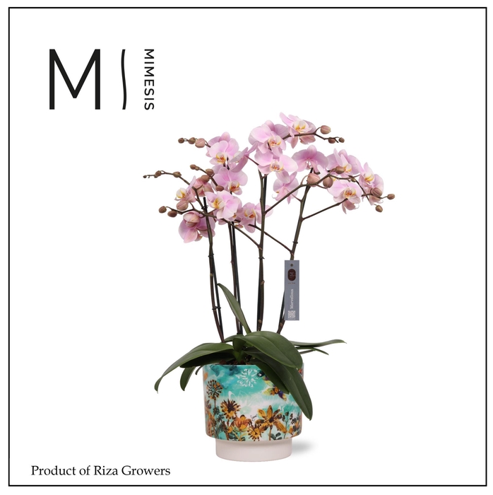 <h4>Mimesis Phal. Marvellous Light Pink - 50+ flowers 17cm in Metal Camelia Fresia Fresh</h4>