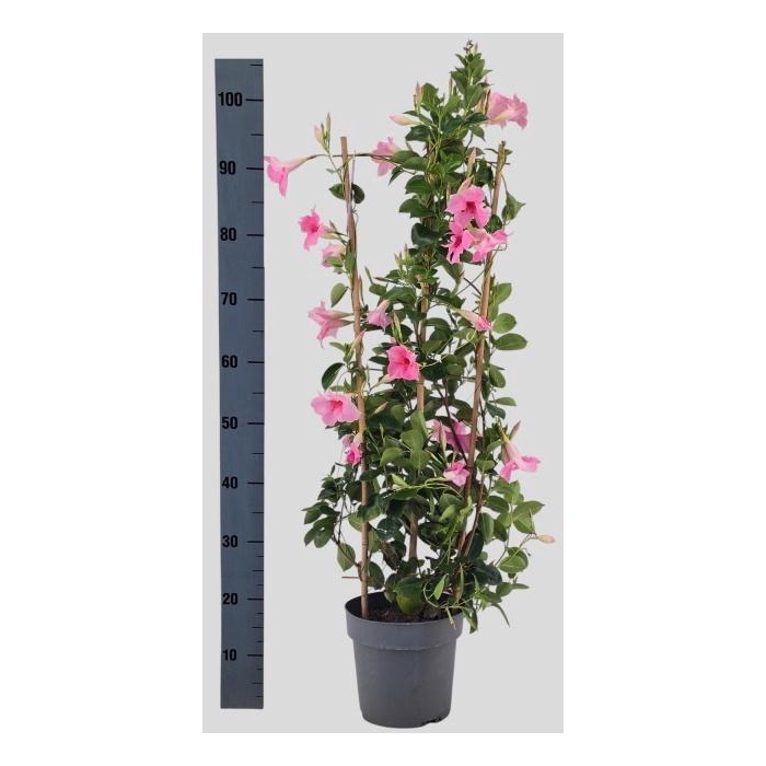 <h4>MANDE SUN CR PINK</h4>