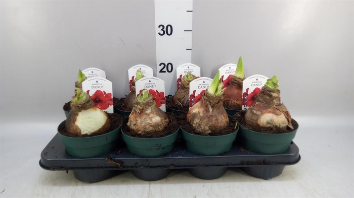 <h4>Hippeastrum DI 'Amorita Danu'</h4>