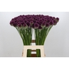 Allium Sphaerocephalon