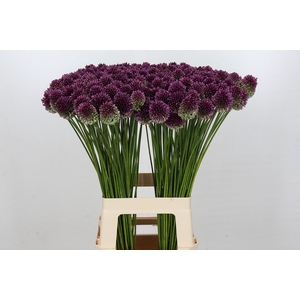 Allium Sphaerocephalon