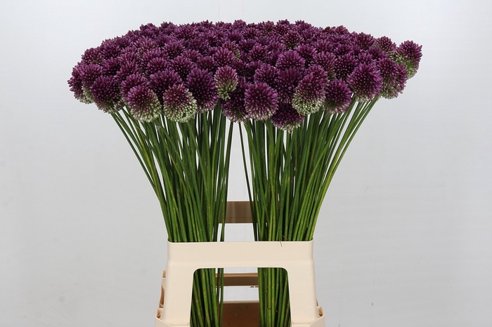 <h4>Allium Sphaerocephalon</h4>