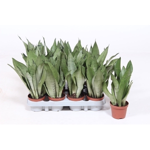 Sansevieria Moonshine