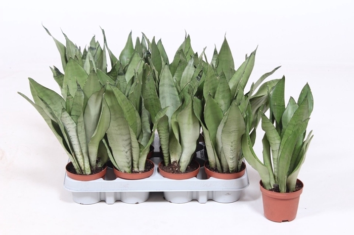 Sansevieria Moonshine