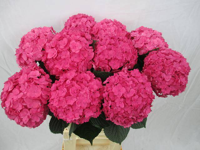 <h4>HYDR M ROY ANASTA RS</h4>