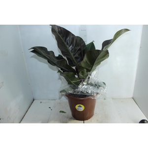 PHILODENDRON RUBRO P30