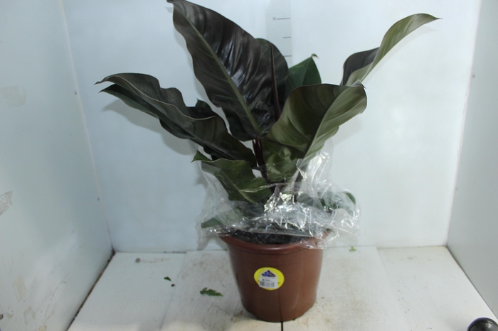 <h4>PHILODENDRON RUBRO P30</h4>