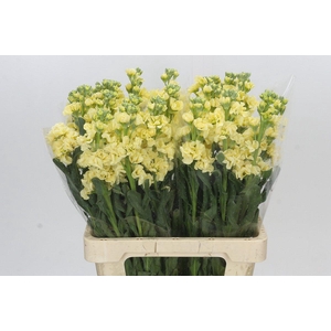 Matthiola Iron Yellow
