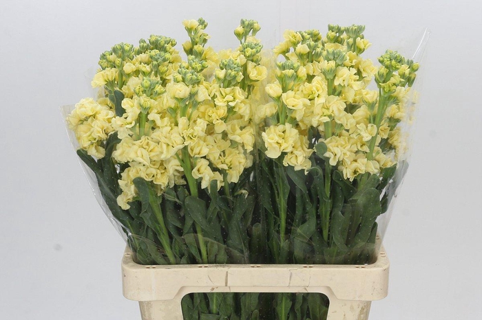 <h4>Matthiola Iron Yellow</h4>