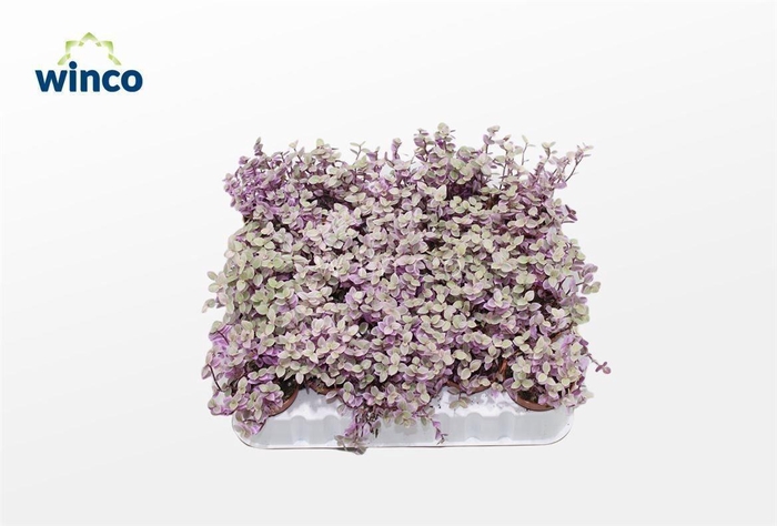 <h4>TRAD FLUMINENSIS</h4>