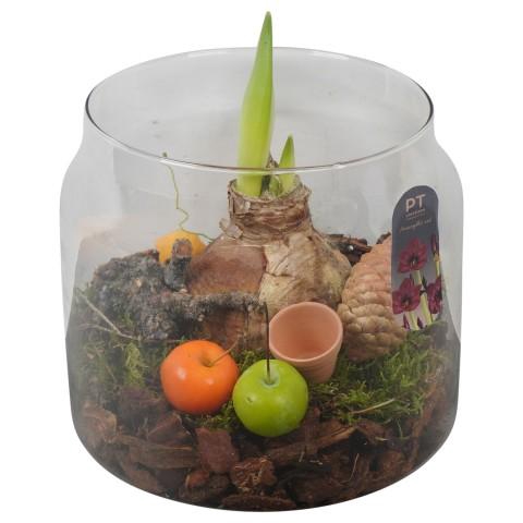 <h4>PTAA8813 Arrangementen Hippeastrum</h4>