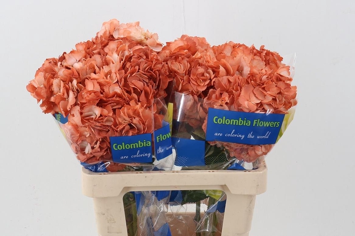 <h4>Hydr Durazno</h4>