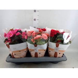 Begonia elat. DU   ...mix