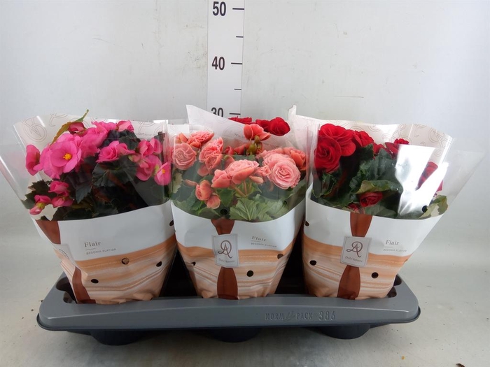 <h4>Begonia elat. DU   ...mix</h4>