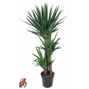 Yucca 90-60-30