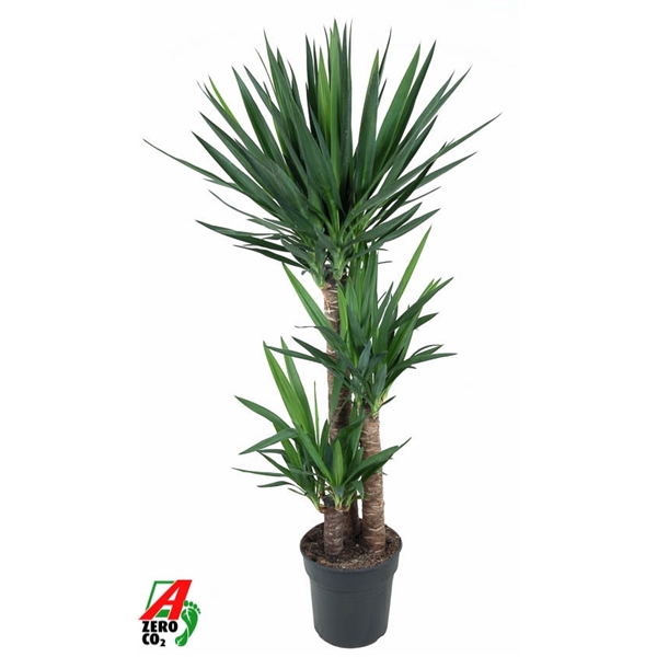 <h4>Yucca 90-60-30</h4>