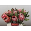Protea Barbigera Air