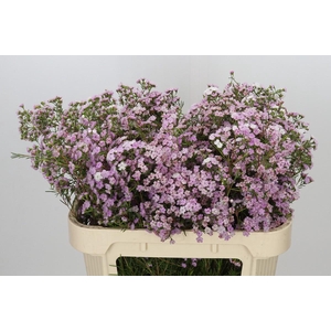 Chamelaucium Dancing Queen