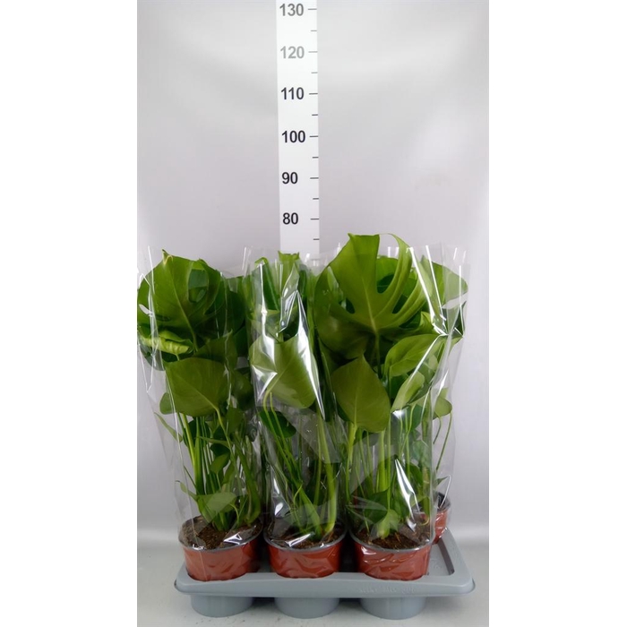 <h4>Monstera delic.</h4>