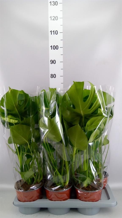 Monstera delic.