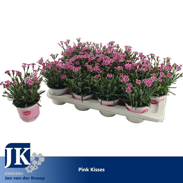 DIANTHUS PINK KISSES