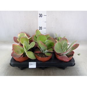 Kalanchoe NF thyrsiflora 'Red Lips'